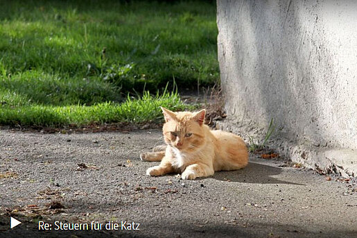 arte:re, 13. Juni 2017 |"Steuern für die Katze"