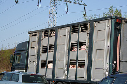 Tiertransport auf der Autobahn 