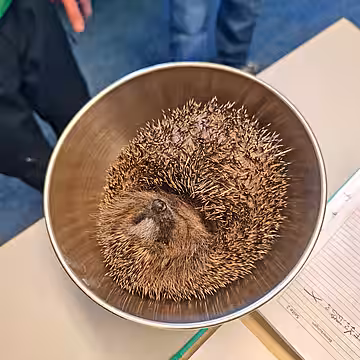 Jeden Tag wird der Gewichtsverlauf der Igel protokolliert. Jeden Tag wird der Gewichtsverlauf der Igel protokolliert.