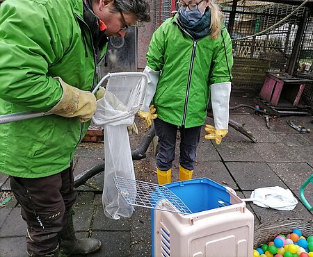 Die gefangene Grüne Meerkatze wird in eine Transportbox gesetzt