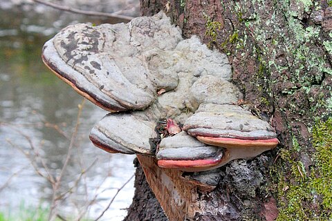 Pilzerkrankungen an einem Baum