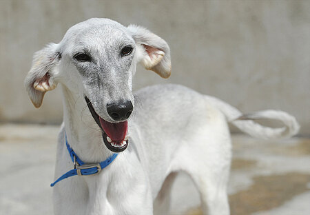 Galgo 