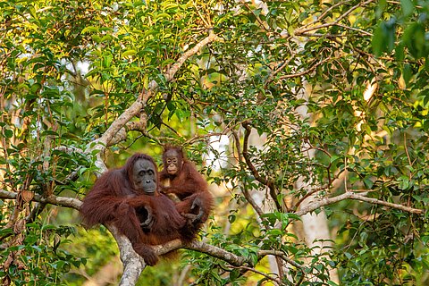 Orang Utan Orang Utan