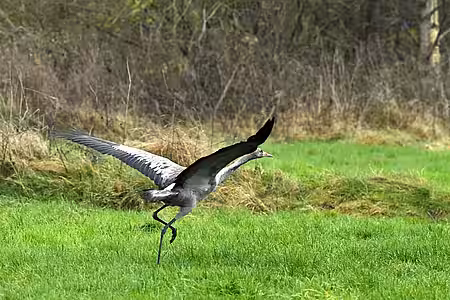 Der Kranich hebt ab.