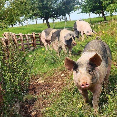 Schweine in Freilandhaltung