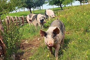 Schwäbisch-Hällisches Landschwein