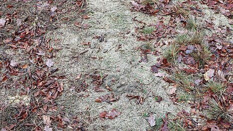 Solche offenen Bodenbereiche mit Sand sind bei bodennistenden Wildbienen sehr beliebt