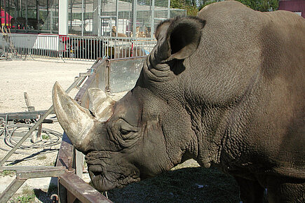 Nashorn im Zirkus