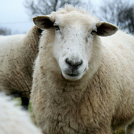 Schafe in Weidehaltung