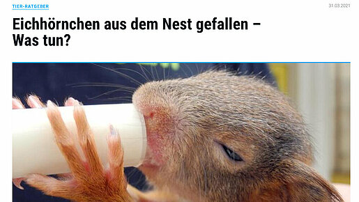 Eichhörnchen aus dem Nest gefallen – Was tun? – Augsburger Allgemeine