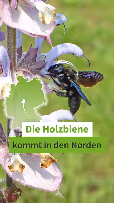 Die Holzbiene kommt in den Norden.