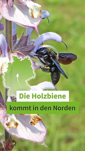 Die Holzbiene kommt in den Norden.