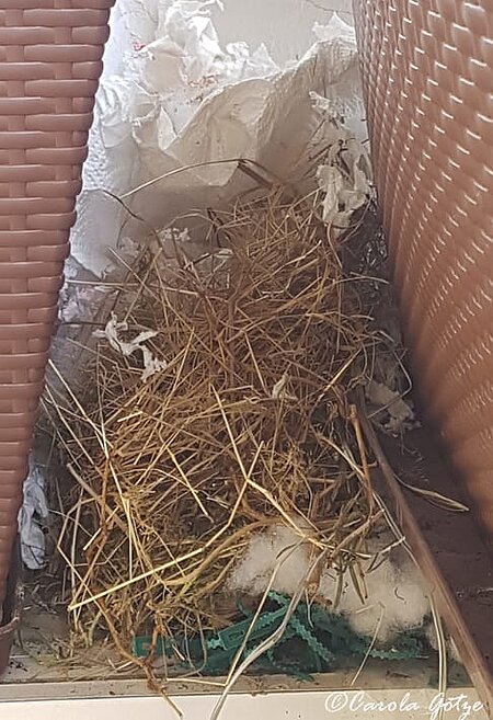 Eichhörnchen samt Neugeborener auf den Balkon im 7. Stock eines Hauses