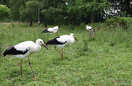 Jungstörche bei der Futtersuche