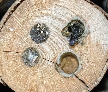 Wildbienen benutzen artspezifische Materialien zum Verschließen ihrer Brutröhren Wildbienen benutzen artspezifische Materialien zum Verschließen ihrer Brutröhren