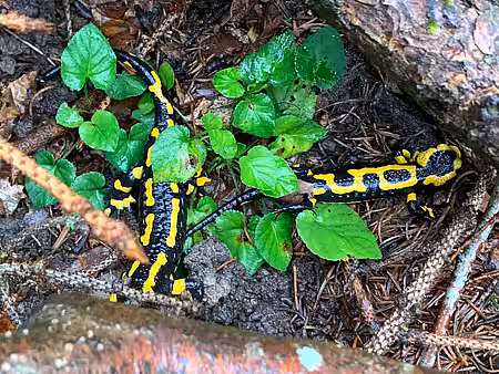 Feuersalamander (Salamandra salamandra) Feuersalamander (Salamandra salamandra)