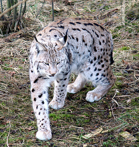 Luchs (Lynx lynx)