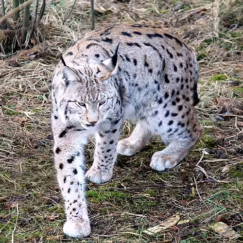 Luchs (Lynx lynx) Luchs (Lynx lynx)