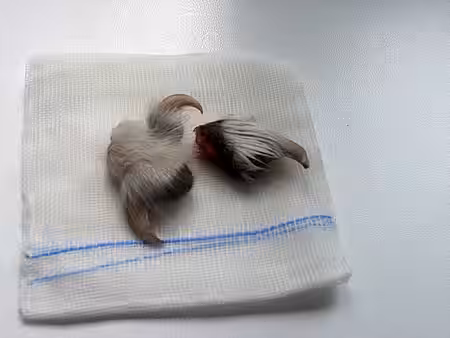 Manchmal ist eine Amputation von Krallen notwendig.