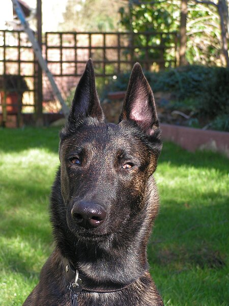 Hund Pebbles wieder gesund