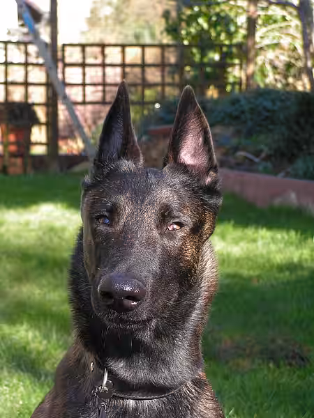 Hund Pebbles wieder gesund