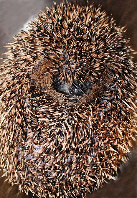 Bei Gefahr rollt sich der Igel zu einer stacheligen Kugel ein. Bei Gefahr rollt sich der Igel zu einer stacheligen Kugel ein.