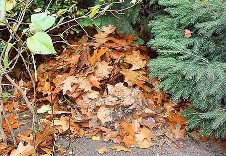 Laubhaufen als Winterquartier 