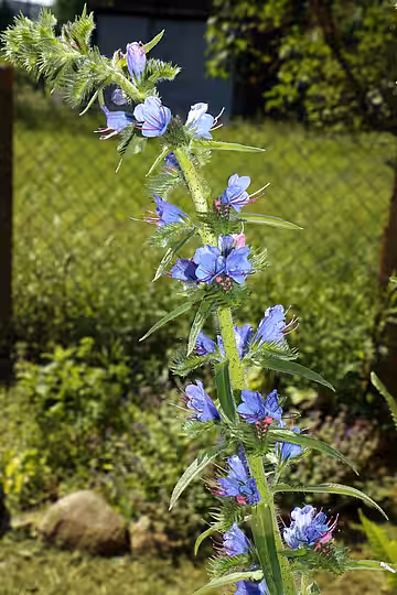 Blauer Natternkopf (Echium vulgare).