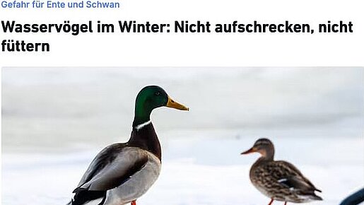 2025-02-02 | Redaktionsnetzwerk Deutschland | Wasservögel im Winter: Nicht aufschrecken, nicht füttern
