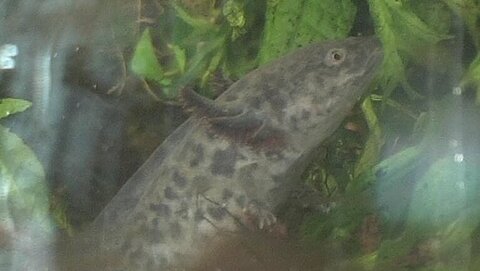 Auch das gehört dazu: tote Fische in einer Zoohandlung.