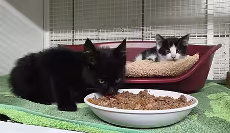 Zwei gerettete Katzenkinder im Tierheim