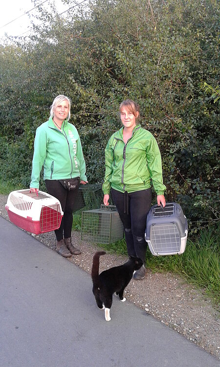 Auf dem Weg zum Aufstellen von Katzenfallen