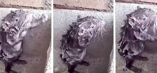 Die vermeintlich duschende Ratte, die eigentlich ein Pakarana ist, das nur verzweifelt versucht, Seife vom Körper zu entfernen.