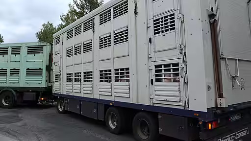 Tiertransporte gehören zum System der Massentierhaltung und bringen zusätzliches Leid für die Tiere mit sich. Tiertransporte gehören zum System der Massentierhaltung und bringen zusätzliches Leid für die Tiere mit sich.