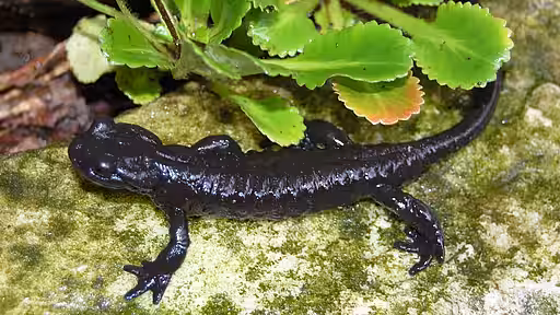 Lanzas-Alpensalamander