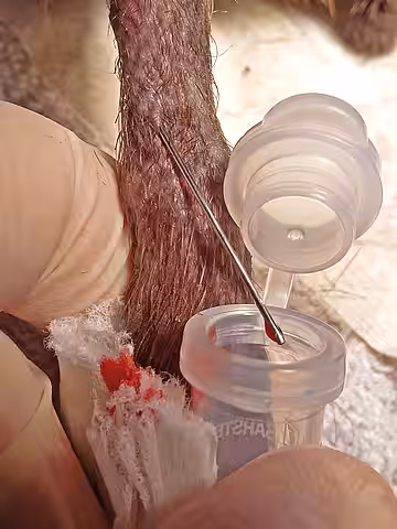 Blutentnahme an der Hintergliedmaße eines Igels Blutentnahme an der Hintergliedmaße eines Igels