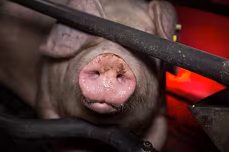 Tiere im Schweinehochhaus