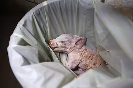 Kranke und schwache Ferkel haben für den Betreiber keinen Wert. 