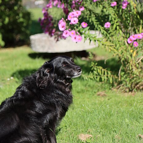 Im neuen Zuhause hat Oscar einen schönen Garten zur Verfügung.