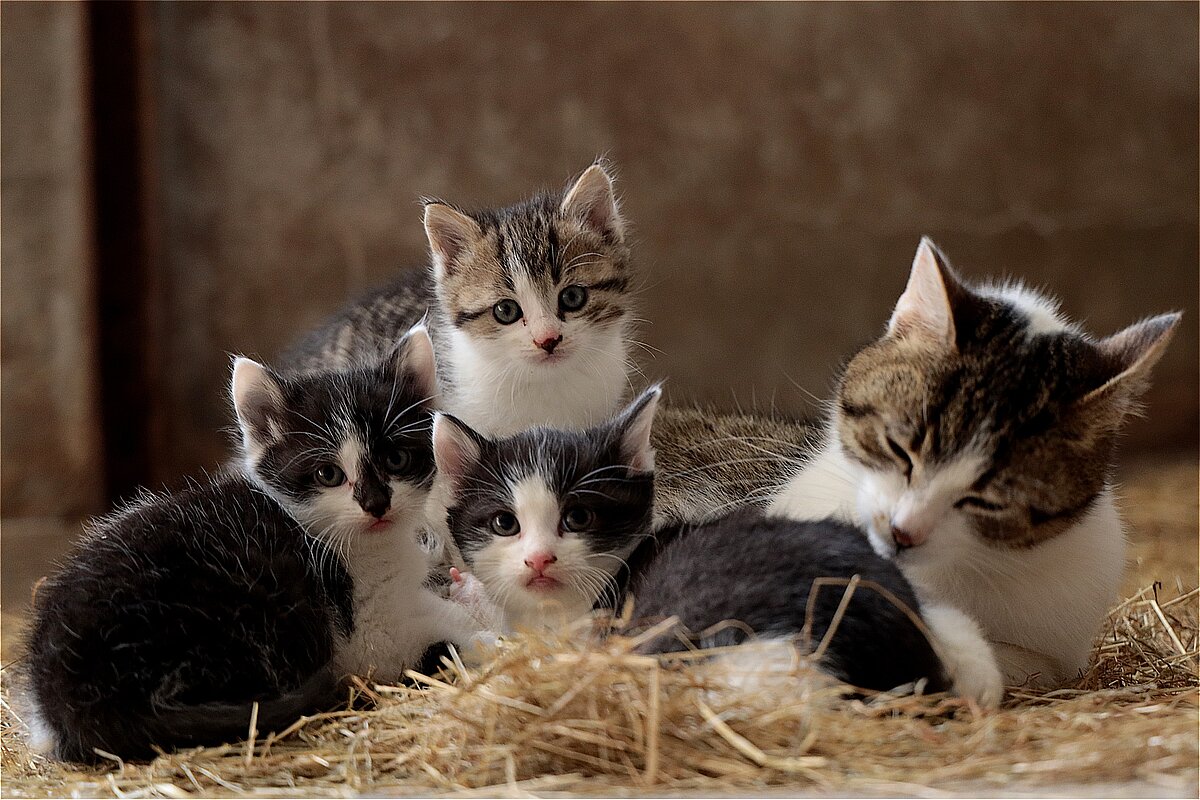 Wissen Katzen Das Sie Geschwister Sind