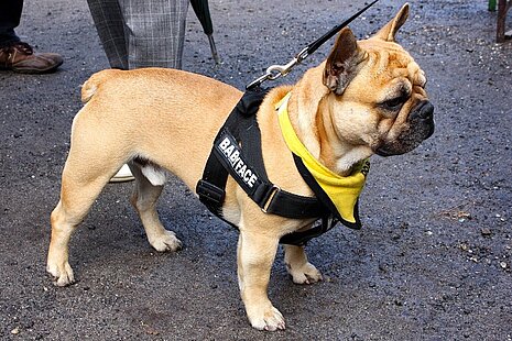 Hunde beim Gassigehen zur Sicherheit an der Leine führen.