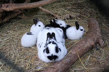 Hauskaninchen