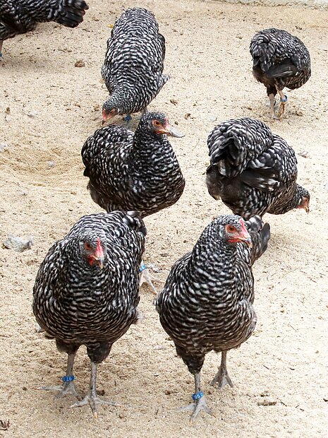 Um die alte in Deutschland entstandene und gefährdete Rasse der Sachsenhühner zu bewahren, werden sie sogar in Tierparks gehalten.