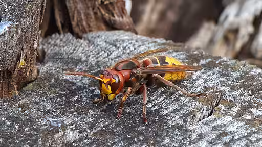 Europäische Hornisse (Vespa crabro)