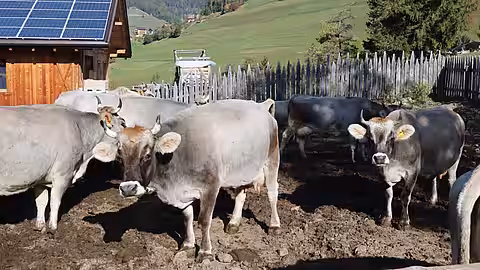 Kühe in einem Bioland Betrieb