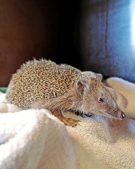 Der Igel ist abgemagert und dehydriert.
