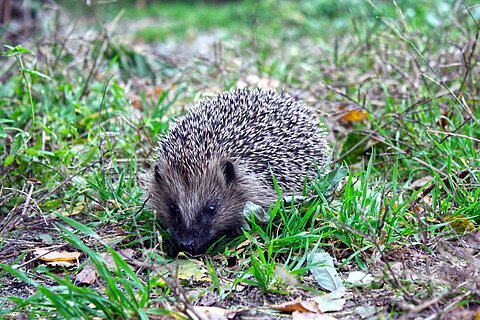 Im September beginnen die meisten Igel damit, sich Winterspeck anzufuttern. 