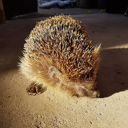 Igel Pirat
