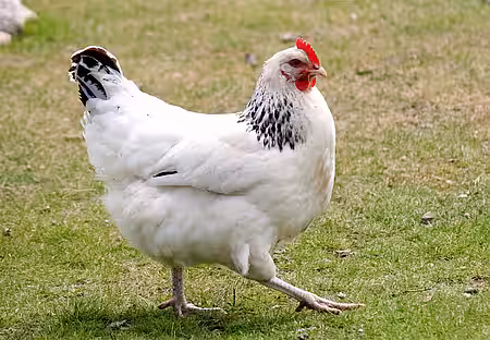 Henne der Zweinutzungsrasse Sussex. 