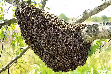 Auf der Suche nach einer neuen Behausung hat sich ein Bienenschwarm an einem Ast gesammelt. Auf der Suche nach einer neuen Behausung hat sich ein Bienenschwarm an einem Ast gesammelt.